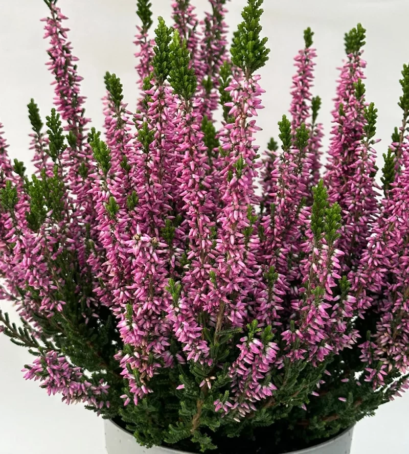 Erica Calluna - Rosa