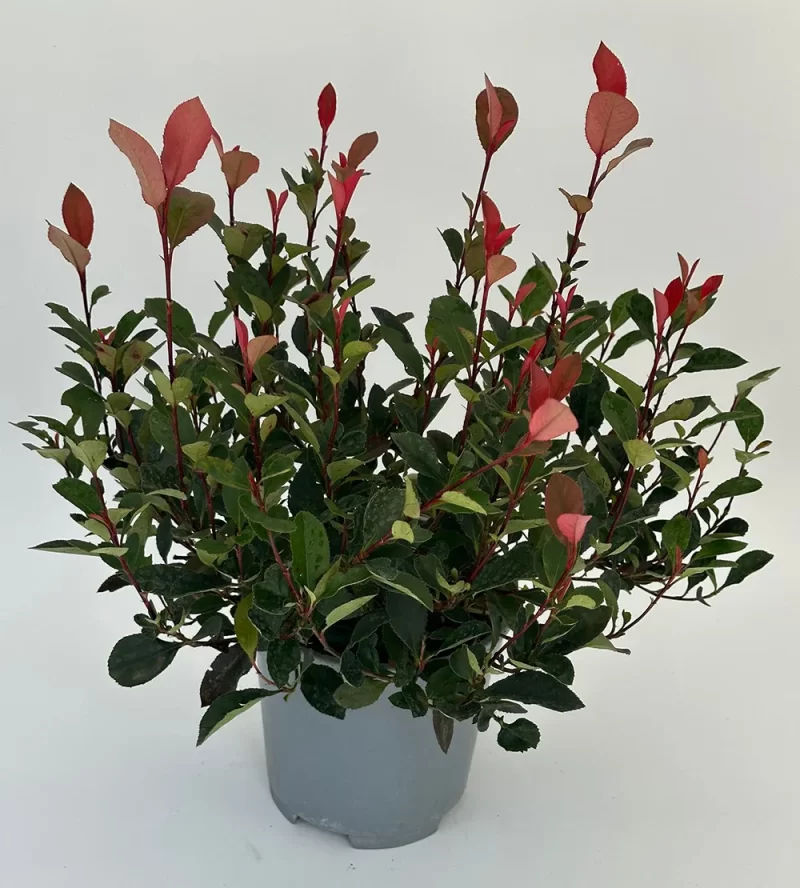 vendita online piante e fiori