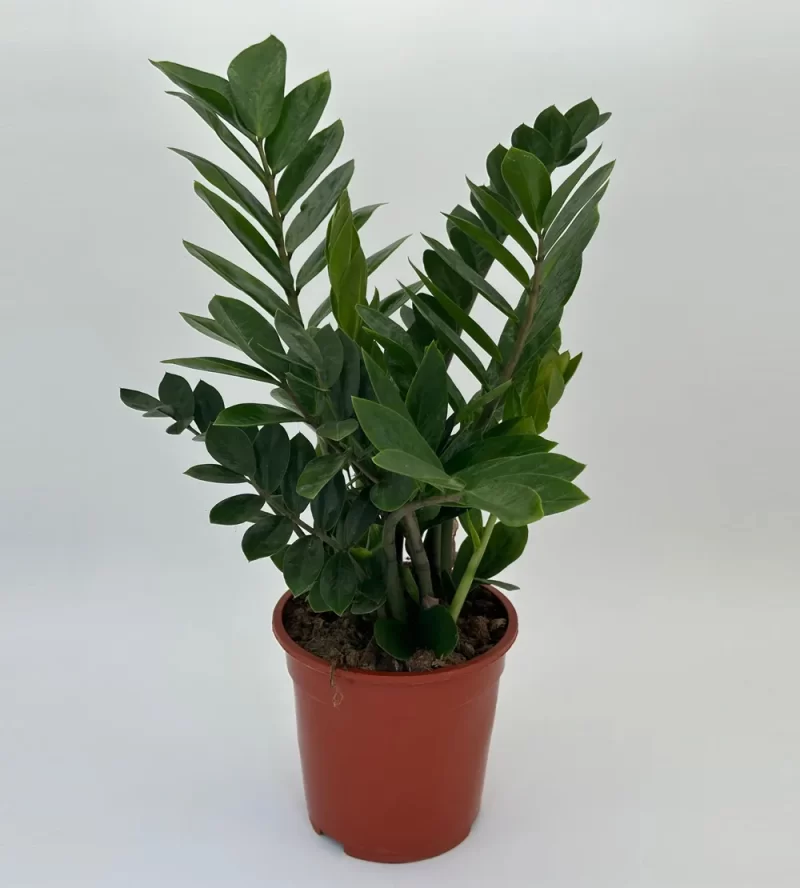 Zamioculcas